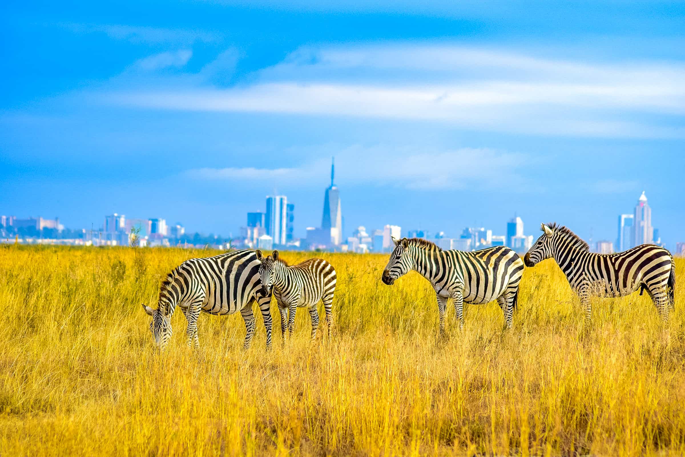 Nairobi Landscape