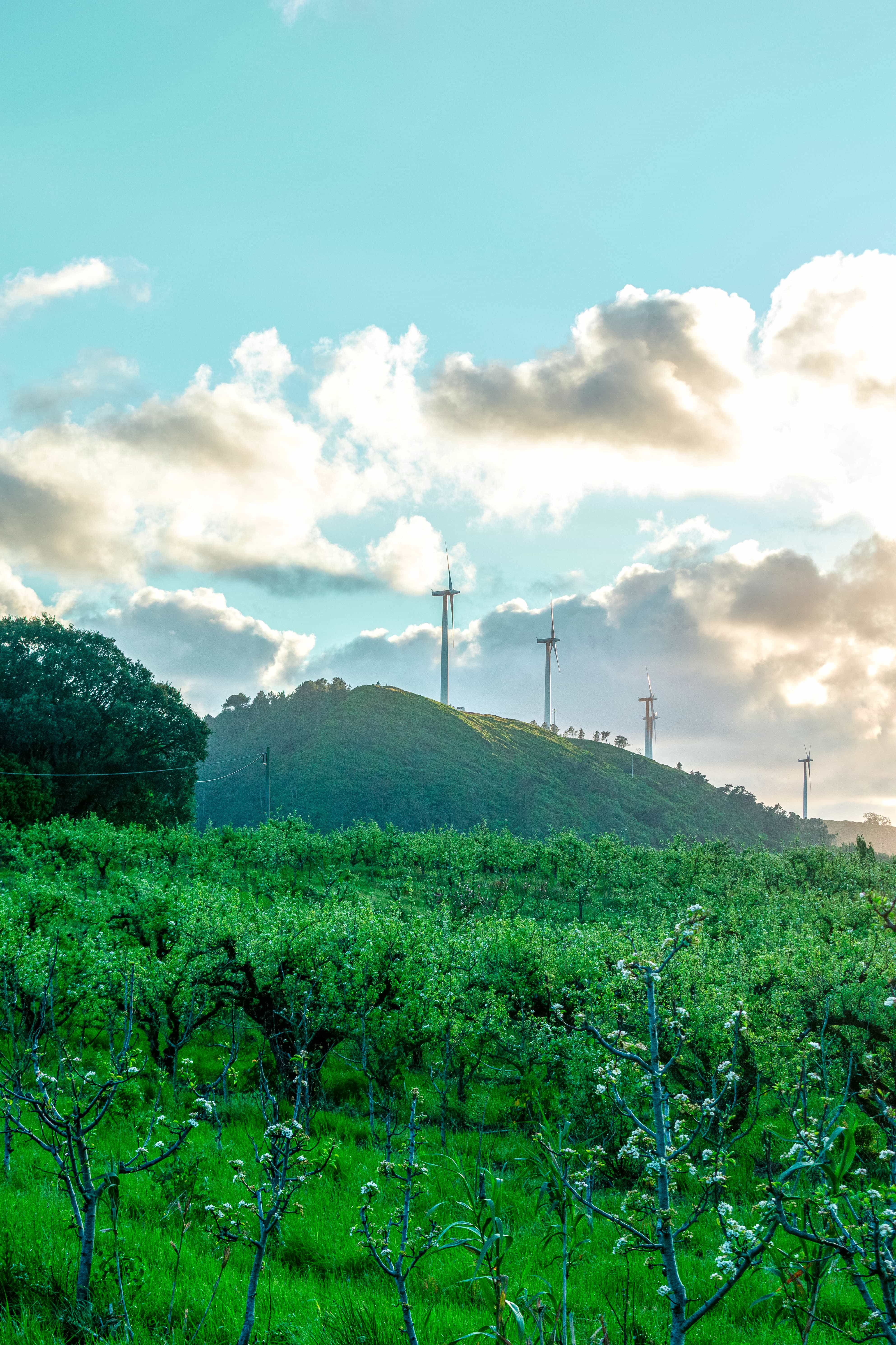Ngong hills